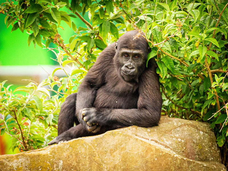 3440x1440p Gorilla Images Updated With Latest Research – ZSL London Zoo